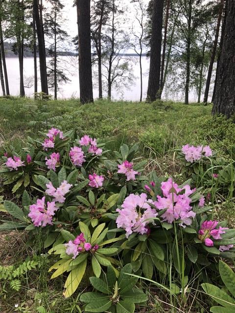 Rhododendron vid Villa Mechelin
